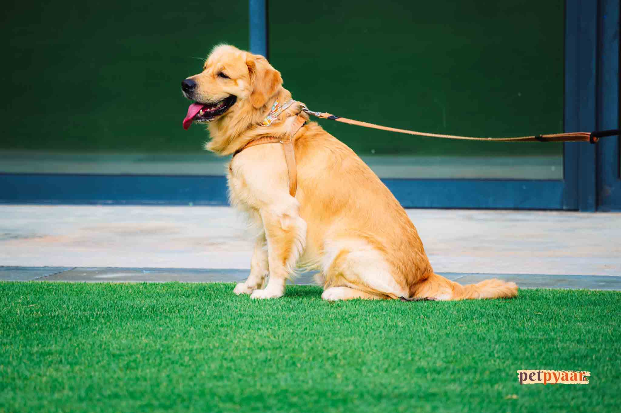 Debunking Golden Retriever Care Myths in India: Common Misconceptions and Climate Considerations